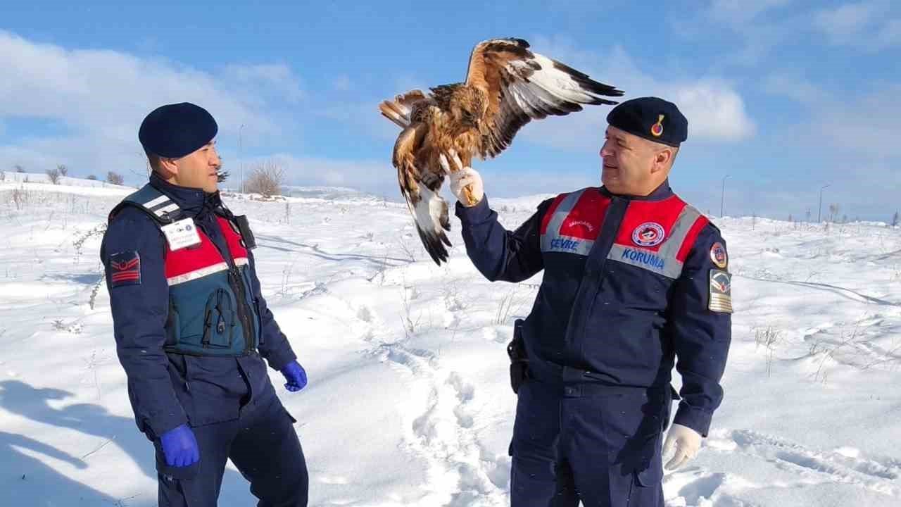 Yaralı kızıl şahin koruma altına alındı