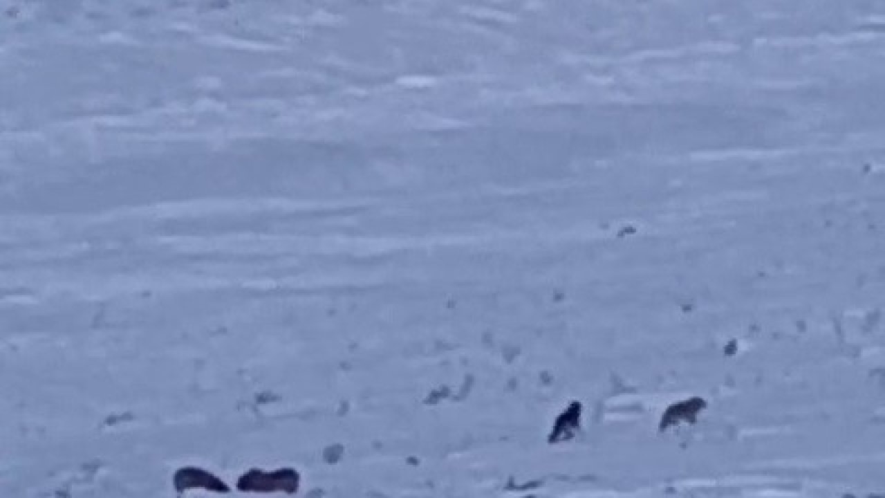 Karayazı’da gündüz vakti kurt saldırısı: Yavru köpek telef oldu