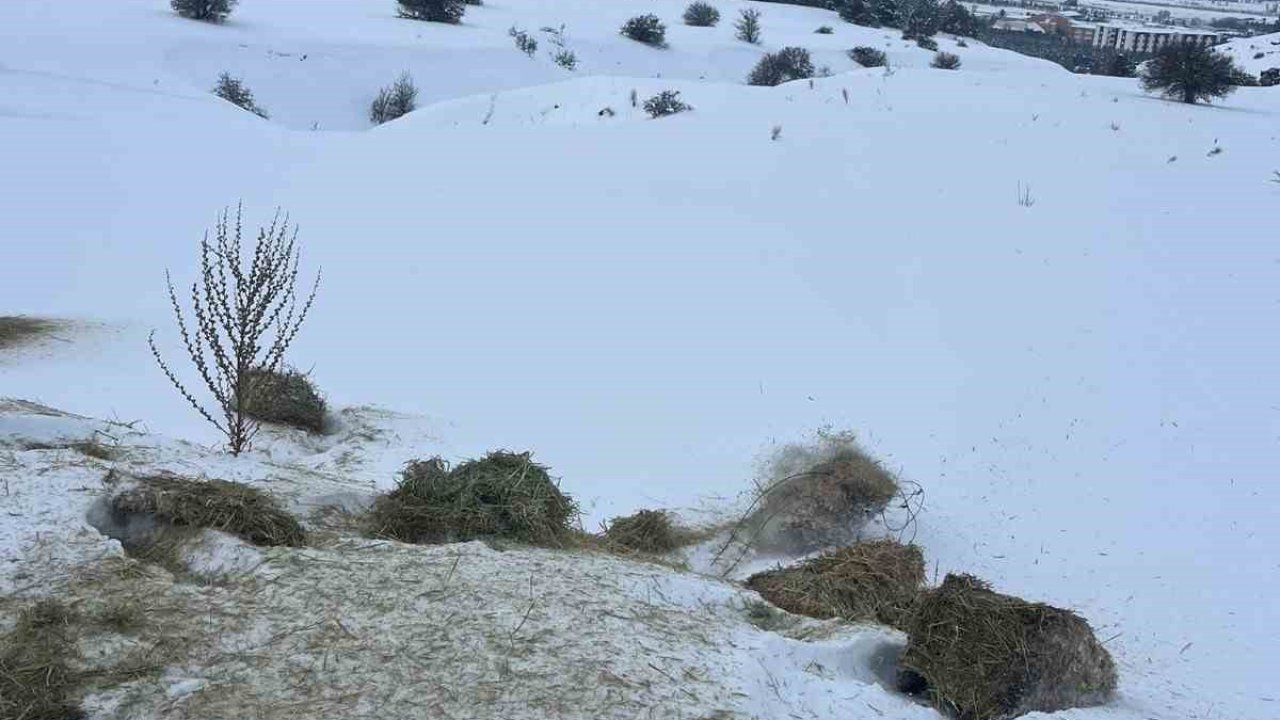 SCÜ, Yabani hayvanlar için doğaya yem bıraktı