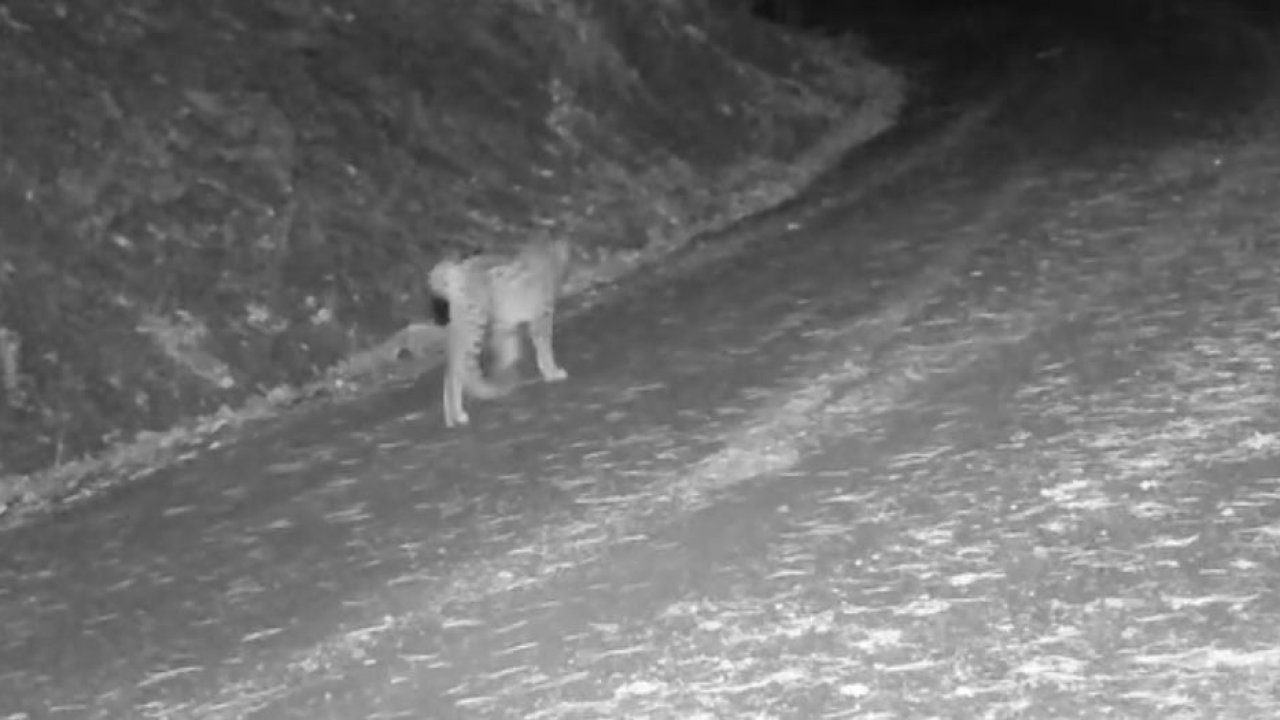 Çankırı’da yaban hayvanlarının karla kaplı doğadaki yaşamı kamerada