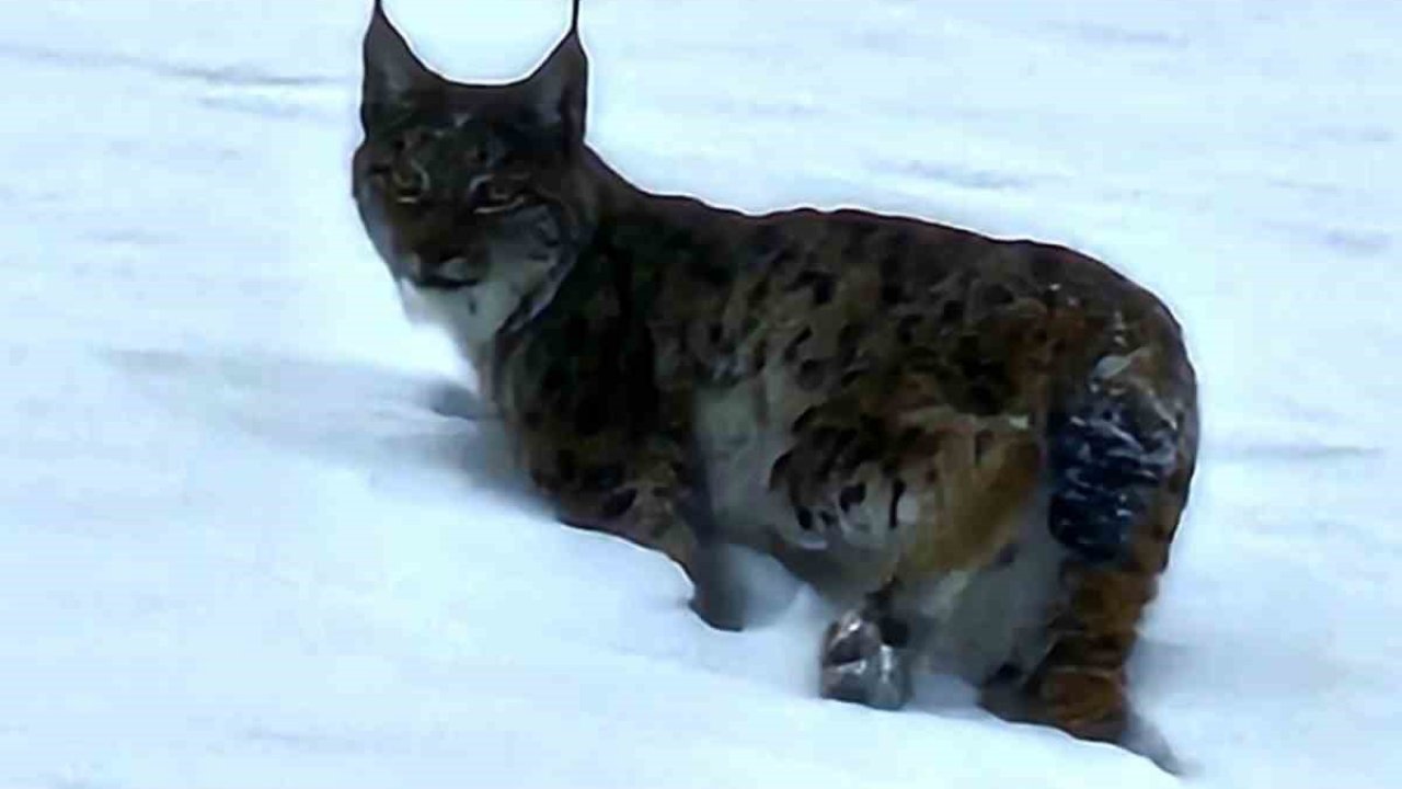 Hizan’da vaşak görüntülendi