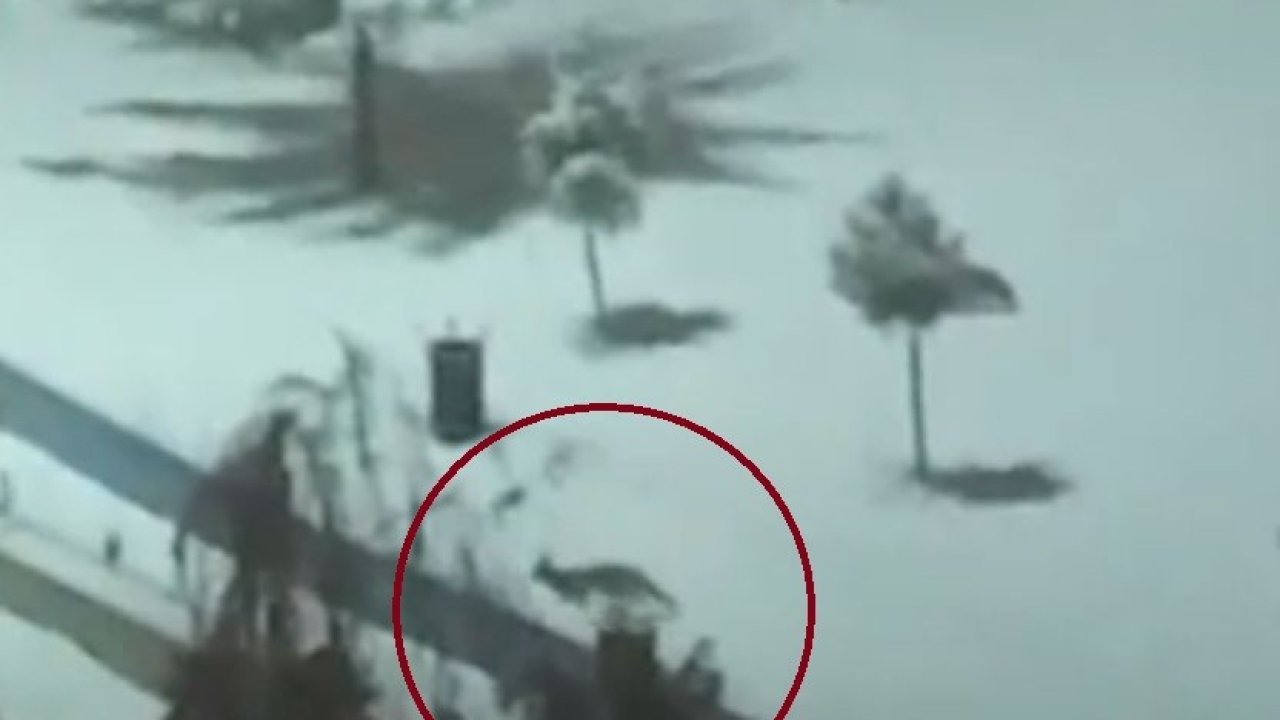 Kurtalan’da tilkiler şehir merkezine indi