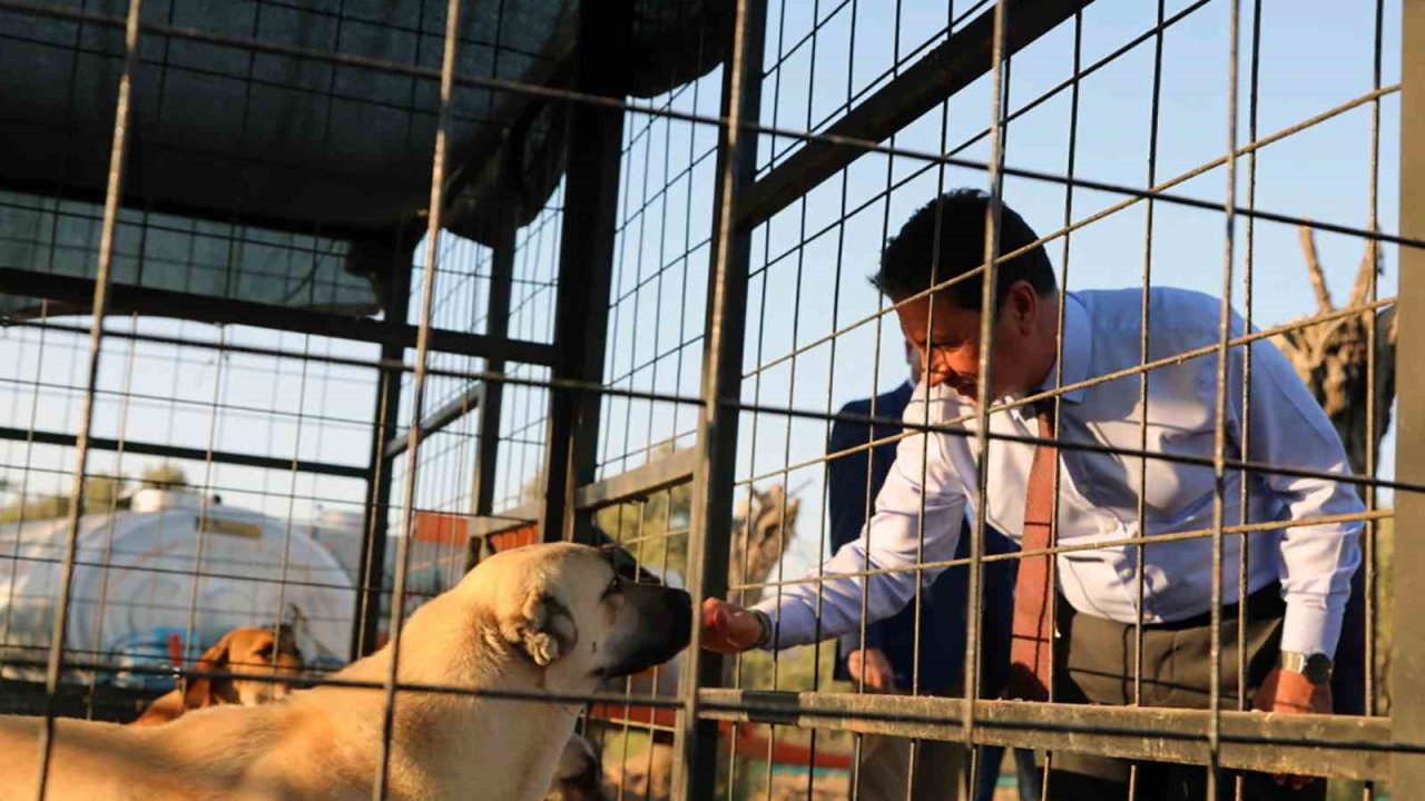 Muğla Büyükşehir 4 bin 34 can dostu sahiplendirdi