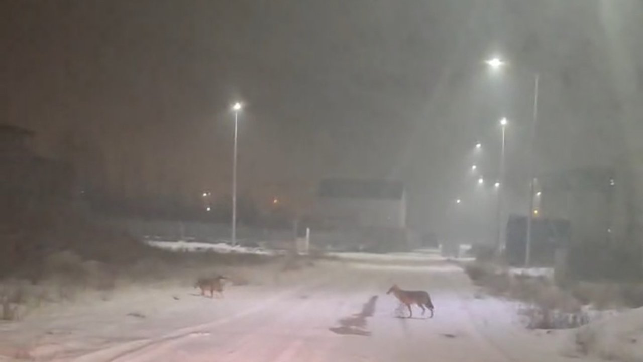 Iğdır’da kurtlar yerleşim yerlerine indi