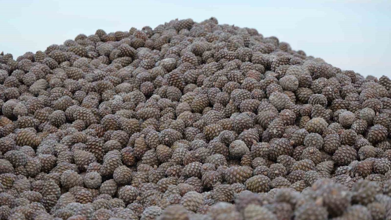 Kozalak işleme tesislerinde yoğun mesai dönemi