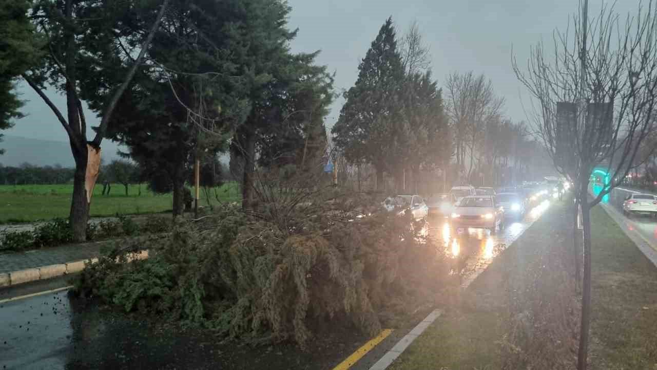 Menteşe’de şiddetli Fırtınada ağaç devrildi, trafik durdu