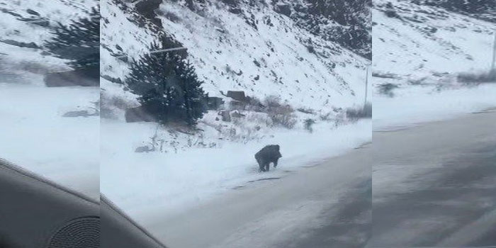 Kars’ta yol kenarında ilerleyen domuz cep telefonuyla kaydedildi