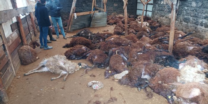 Kars’ta kurt saldırısı, 165 koyun telef oldu