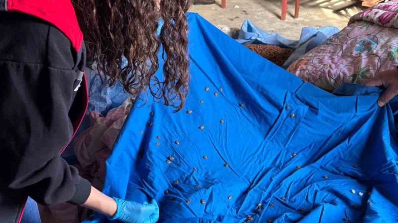 Samuray arısı üretiminde kullanılmak üzere kahverengi kokarca topluyorlar