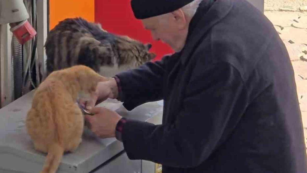 Yaşlı adamın sokak kedilerine şefkati yürekleri ısıttı