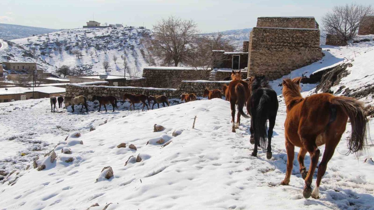 Yılkı atları fotoğrafçıların gözdesi oldu