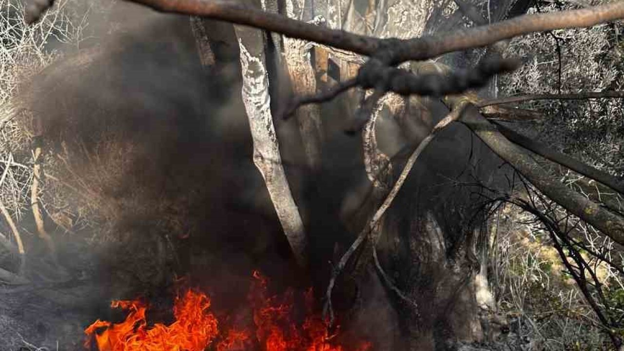 Bursa’da çıkan çalı yangını büyümeden söndürüldü