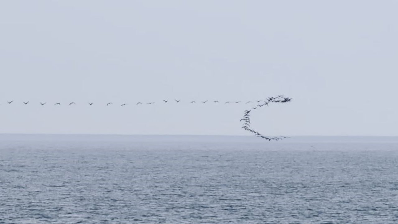Göç yolundaki kuşların senkronize uçuşu Hopa’da görüntülendi
