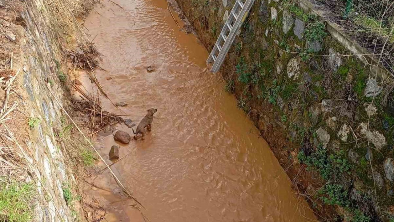 Kanala düşen köpeği itfaiye ekipleri kurtardı