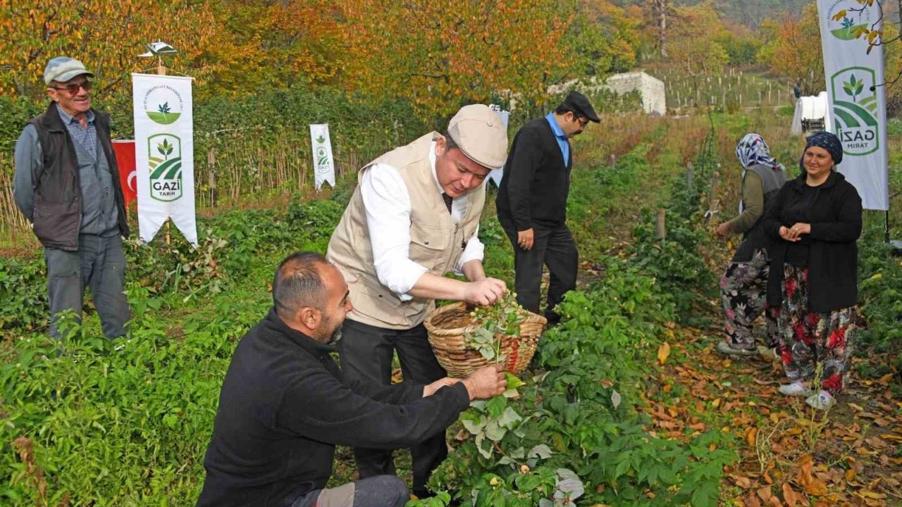Osmangazi Belediyesinden dağ köylerinde ahududu seferberliği; hedef 100 dönüm