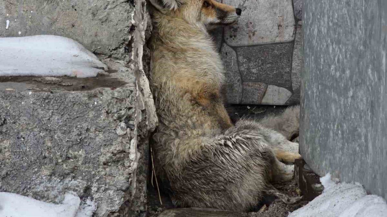 Ardahan’ın Damal ilçesinde yaralanan tilkiye belediye başkanı sahip çıktı