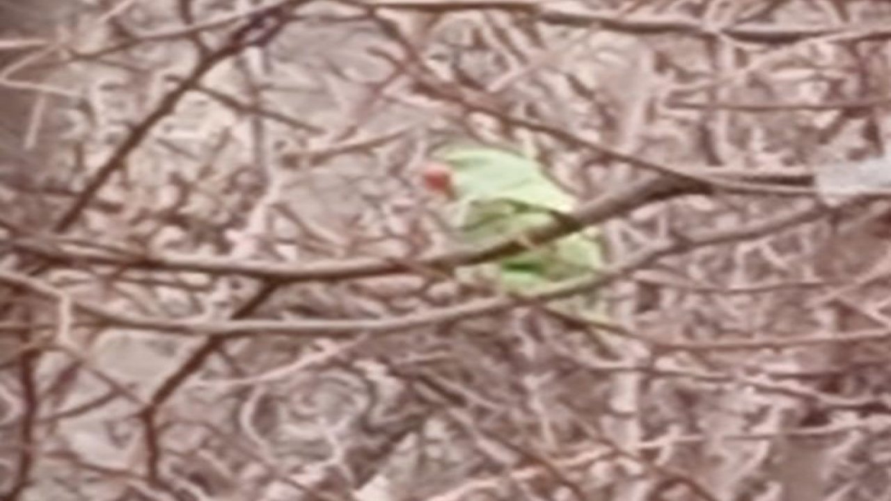 Evden kaçan papağan 2,5 yıldır doğada yaşıyor