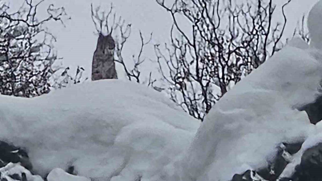 Elazığ’da koruma altındaki vaşak görüntülendi