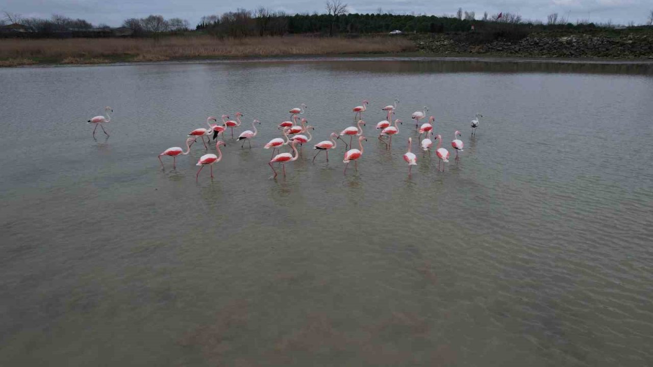 Flamingolar Büyükçekmece Gölü’nde görüntülendi