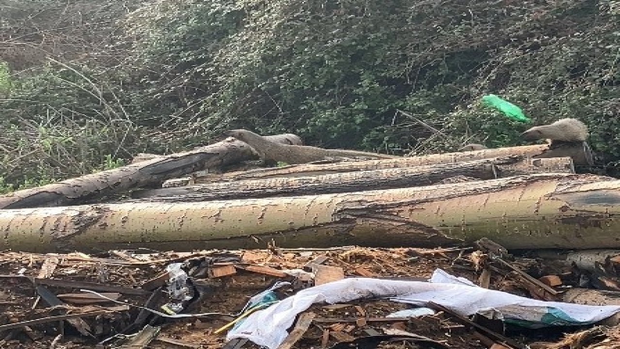 Mersin’de sansar ailesi görüntülendi