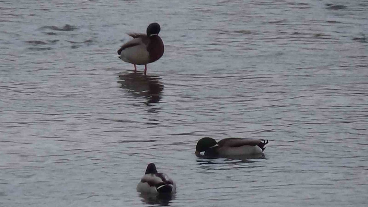 Kars’ta yaban hayatı şehre indi, Yeşilbaş ördeklerin yemek mesaisi kamerada