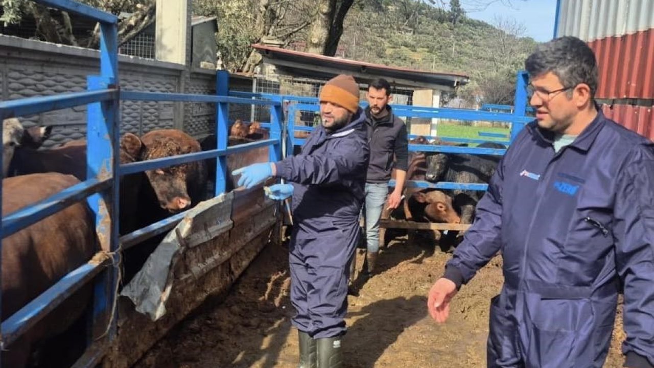 Menteşe’de ithal besilik hayvanların sağlık kontrolleri yapıldı