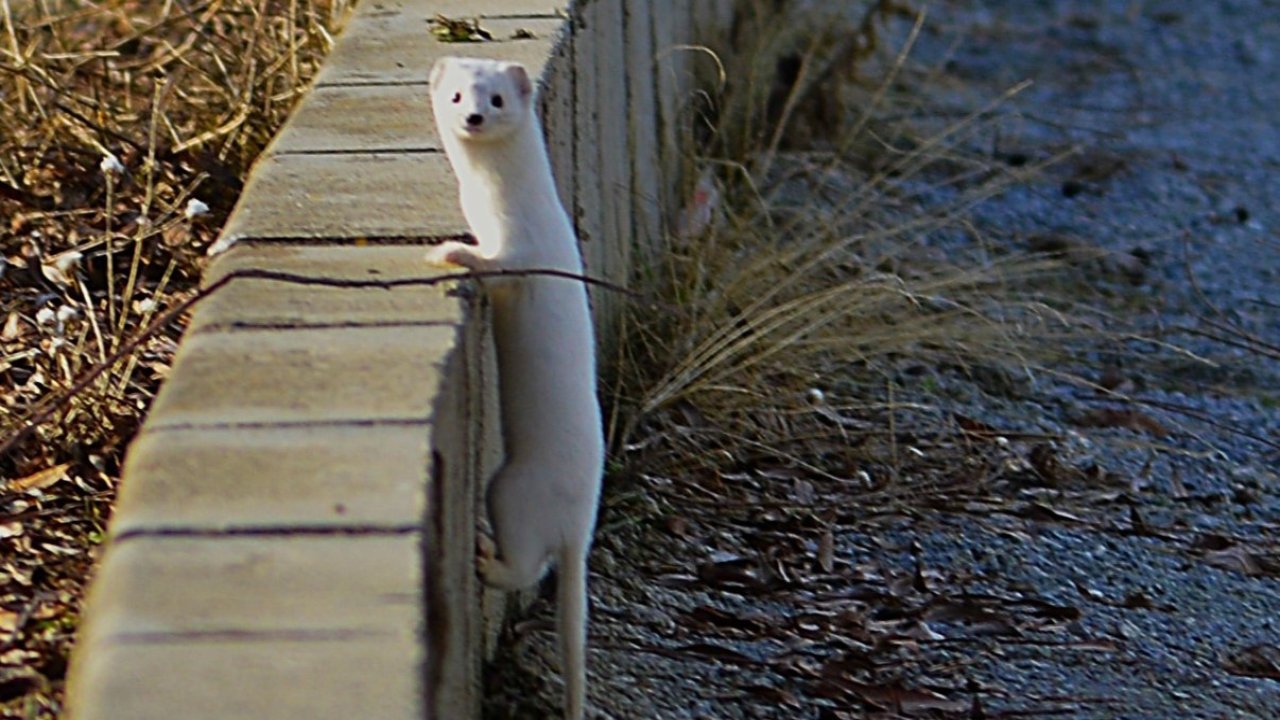 Tatvan sahilinde "Beyaz Gelincik" görüntülendi