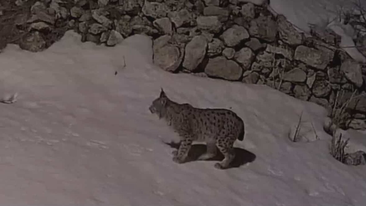 Köy yerleşim alanında yiyecek arayan vaşak güvenlik kamerasına yansıdı