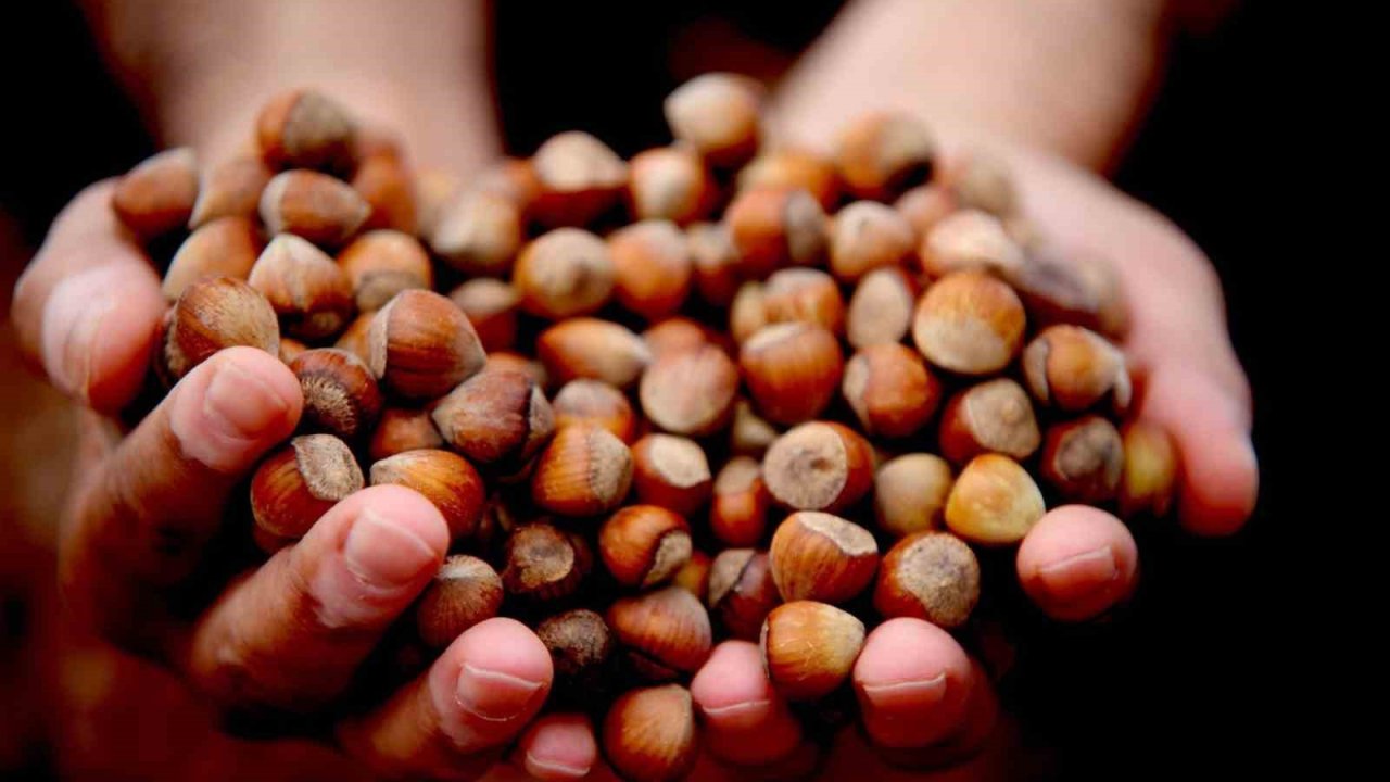 Düzce’de yılın ilk ayında 811,7 ton fındık ihraç edildi