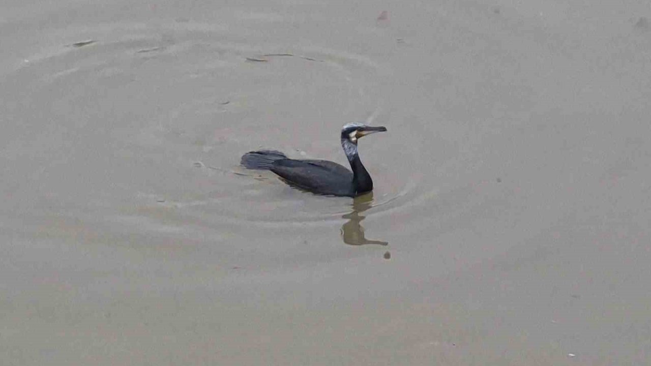 Karabatak kuşu Porsuk Çayı’nda avlanmaya çalıştı