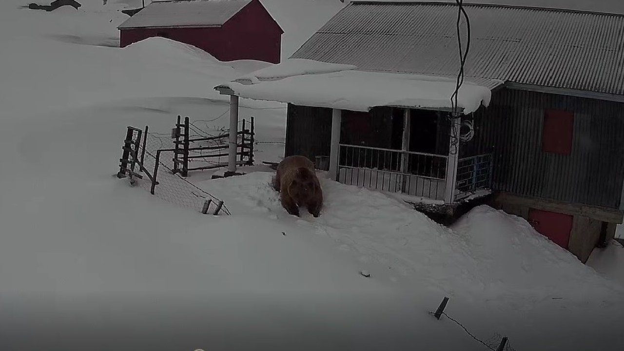 Sis Dağı’nın davetsiz misafiri: Koca ayı evleri mesken tuttu