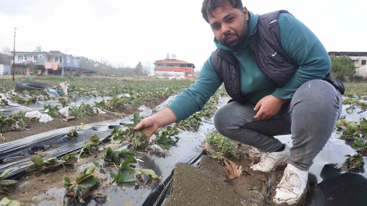 Çilek bahçesi selle birlikte su altında kaldı