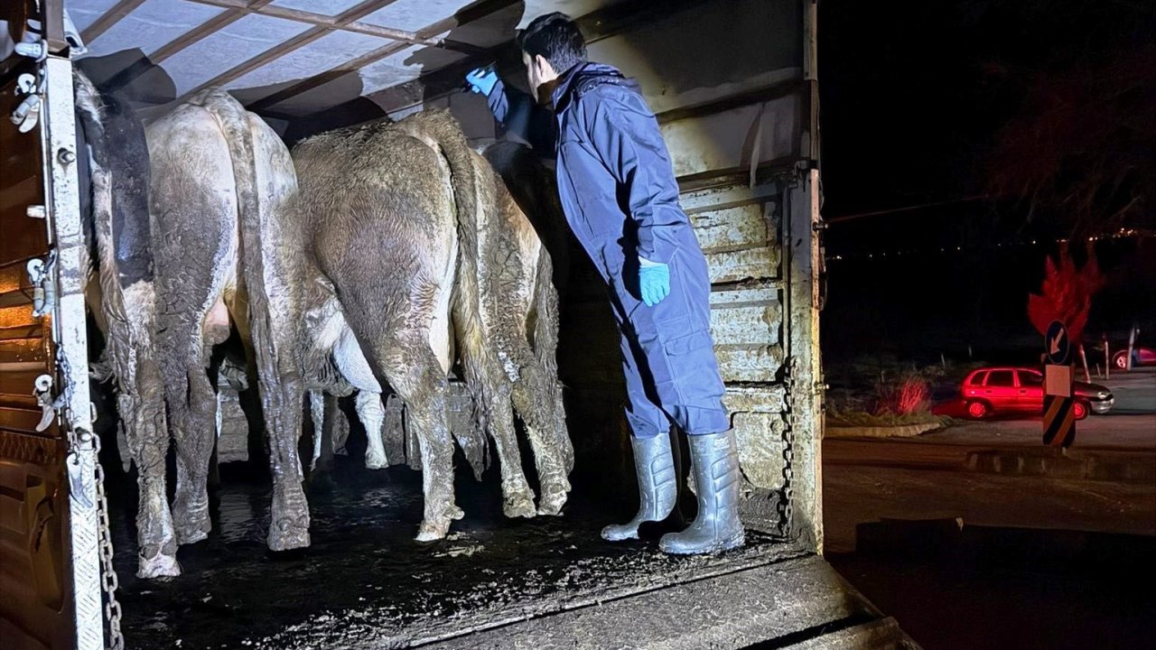 Simav’da hayvan hareketlerine yönelik yol kontrolü