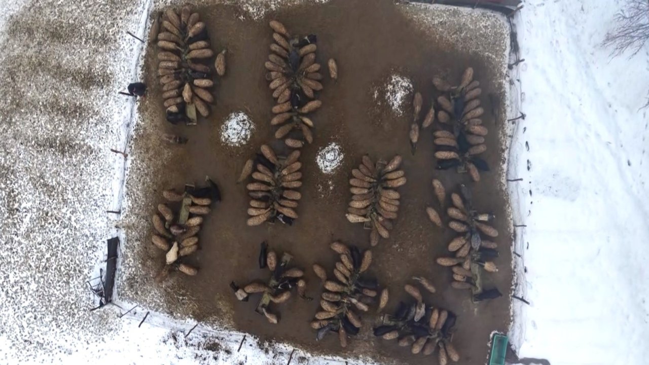 Muş’ta devlet desteğiyle hayvan sayısı arttı