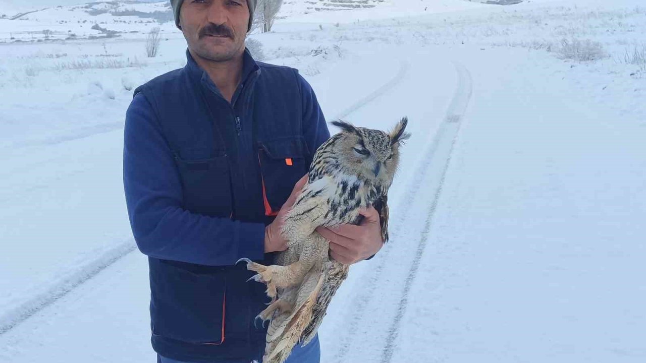 Bayburt’ta duyarlı vatandaşın yaralı halde bulduğu puhu kuduz çıktı
