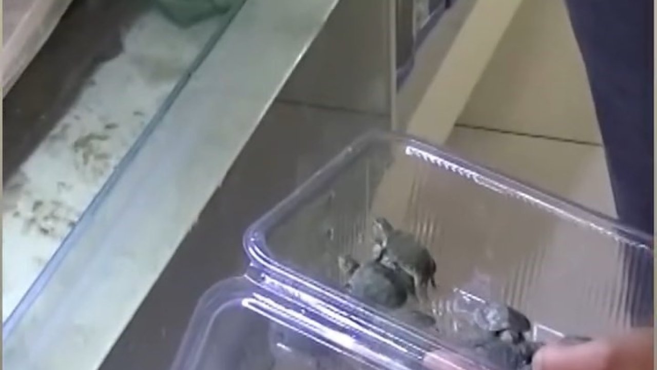 Bursa’da kaplumbağa operasyonu