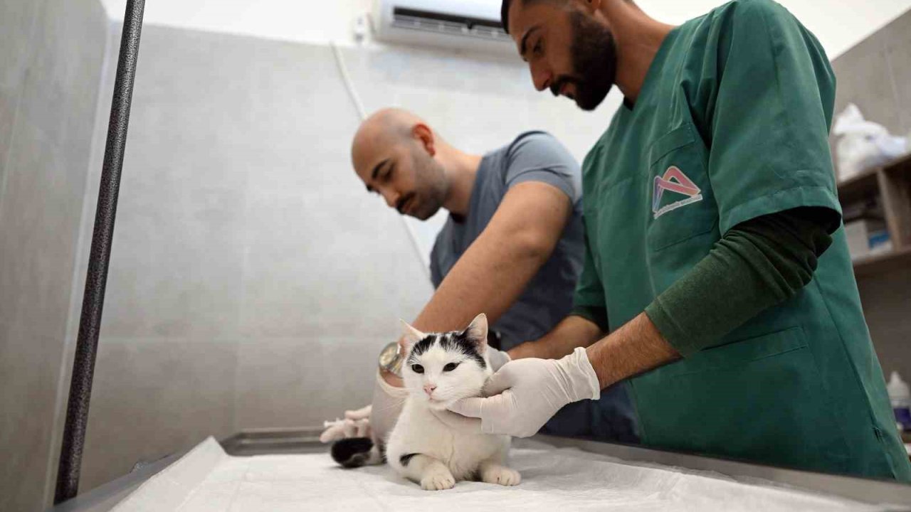 Mersin’de sokak kedileri için yeni merkez hizmete girdi
