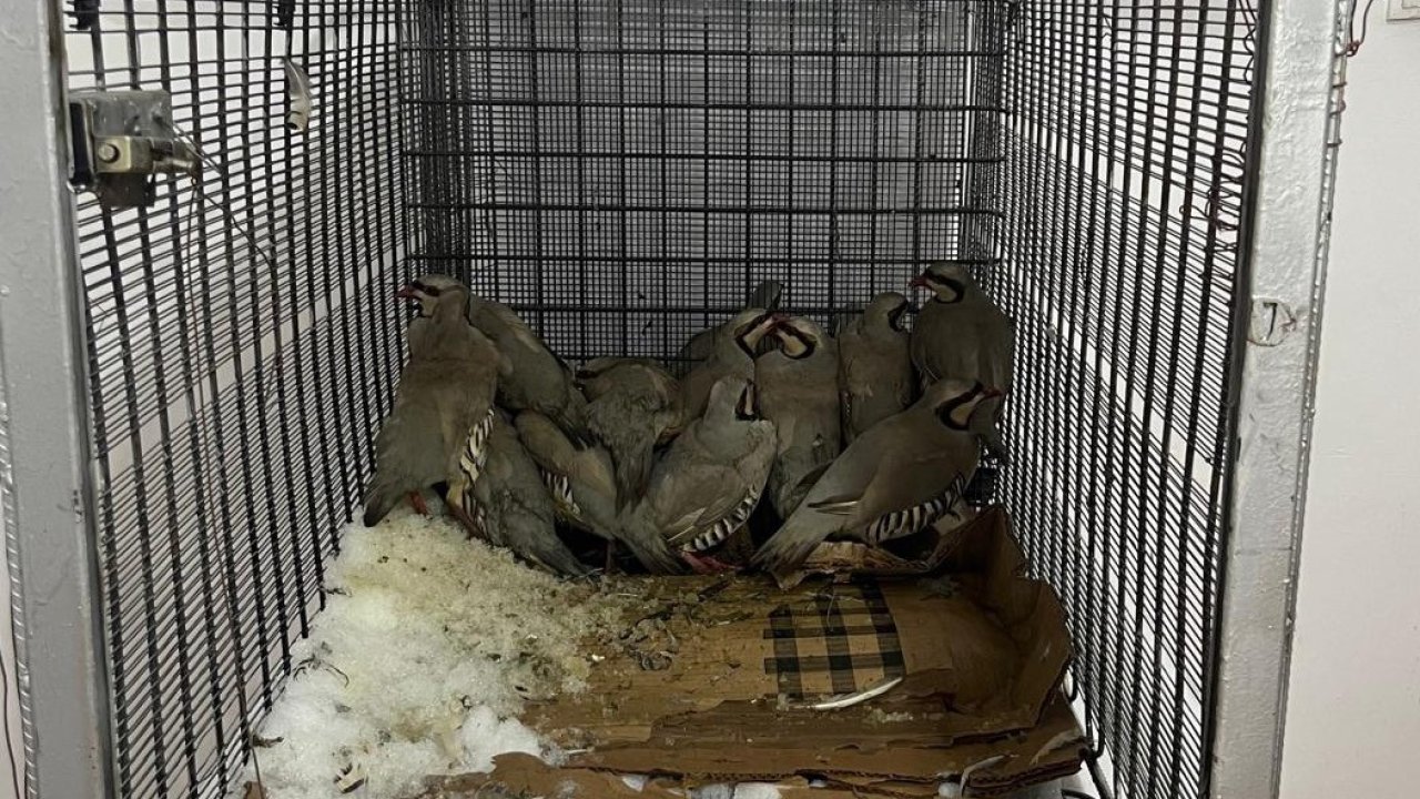 Van’da keklik avına 75 bin 303 TL idari para cezası