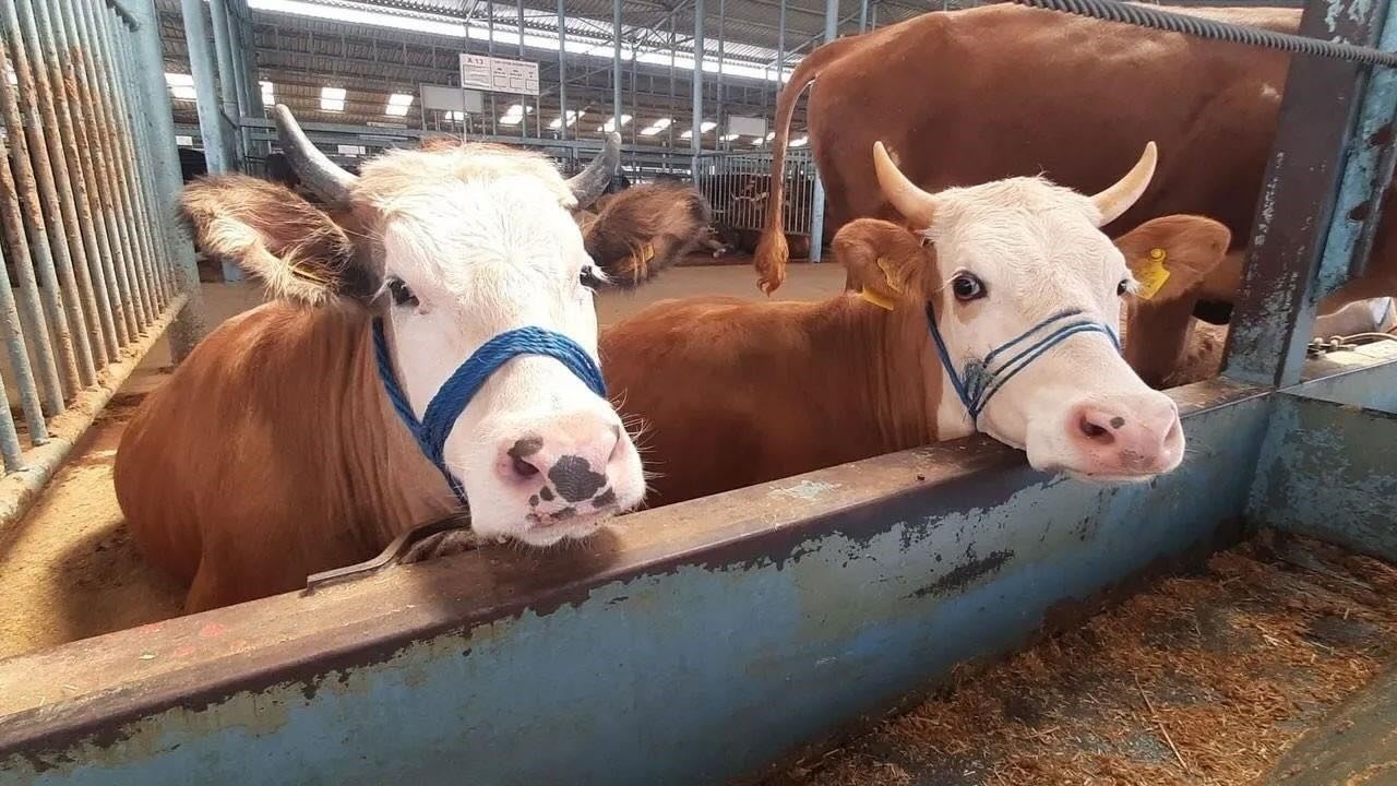 Nazilli’de şap hastalığı söndü, kısıtlama kaldırıldı