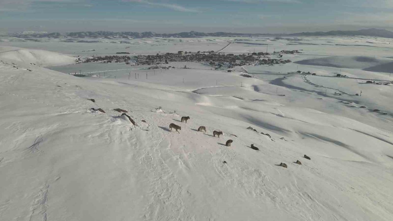 Karayazı’da kurt sürüsü gündüz vakti görüntülendi