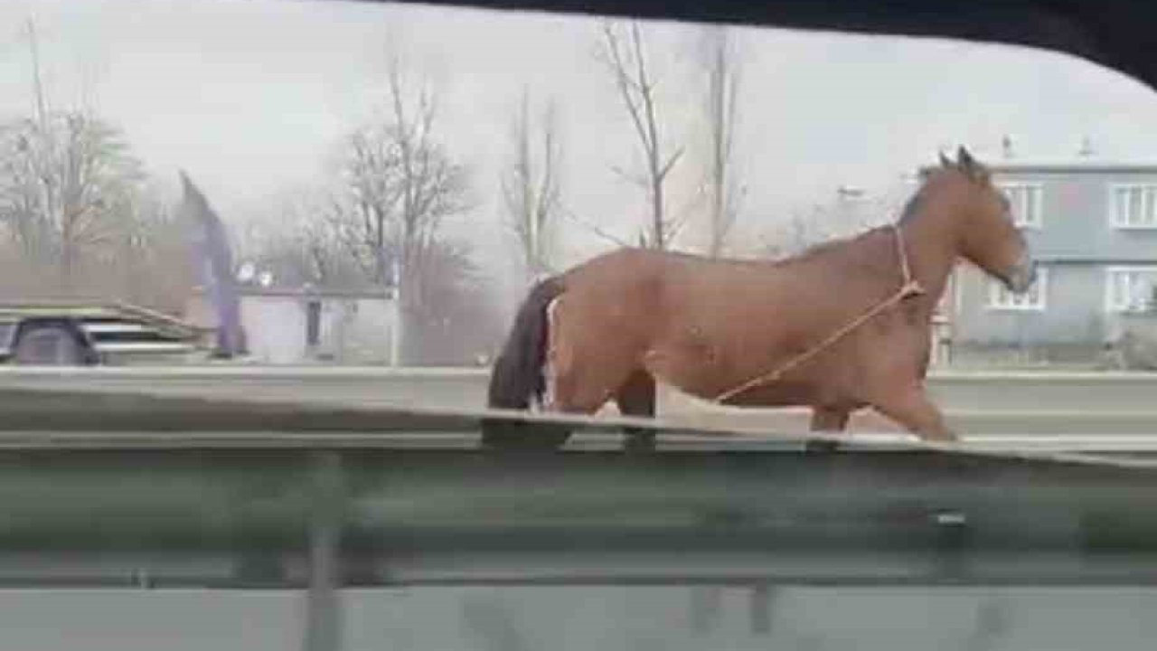 Başıboş at trafikte tehlike saçtı