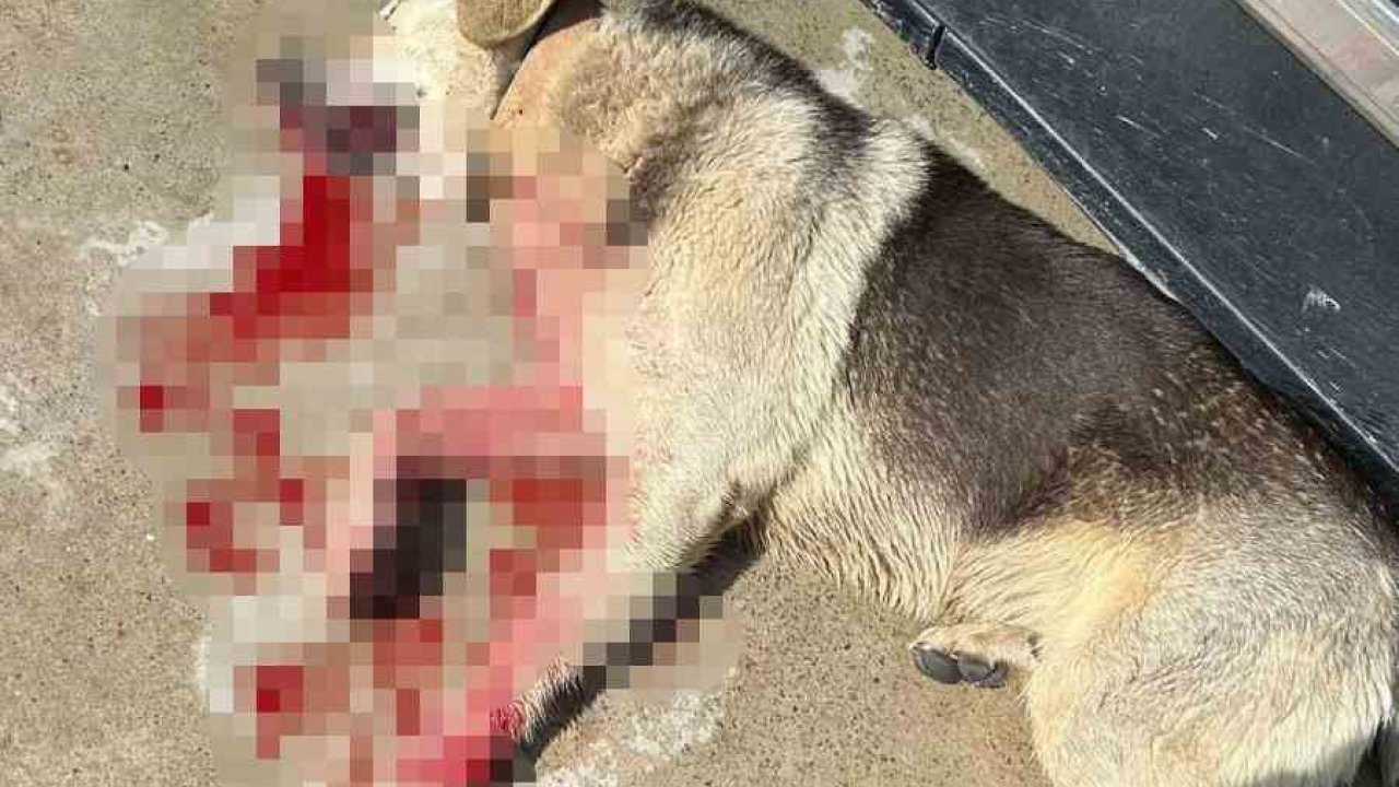 Tavuklarını yiyen köpekleri öldürünce tutuklandı