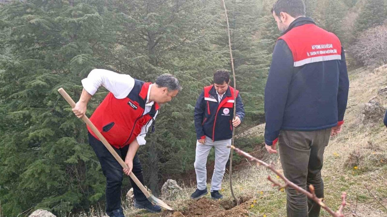Afyonkarahisar’da 2 bin kestane fidanı toprakla buluşturuldu