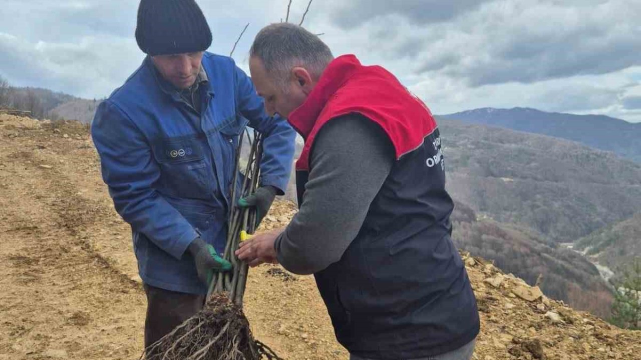 Kestane üretimi arttırılacak