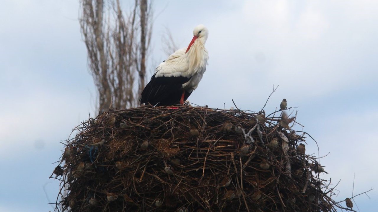 Yılın ilk leylekleri gelmeye başladı, ilk gören 1 çuval unu kaptı