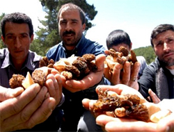 Sarıkamış'ın Kuzu Göbeği Mantarı Yurt Dışına İhraç Ediliyor