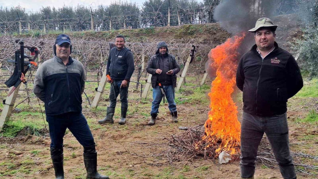 Üzüm bağlarında zorlu budak mesaisi