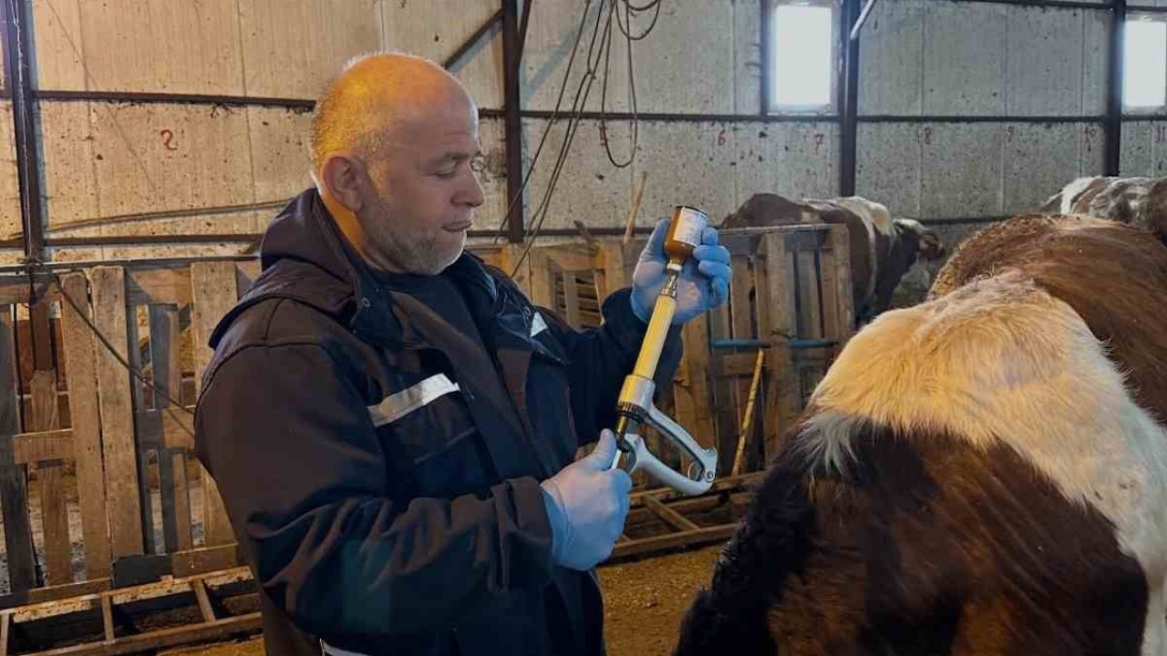 Aydıntepe’de şap aşılama ve küpeleme çalışmaları sürüyor