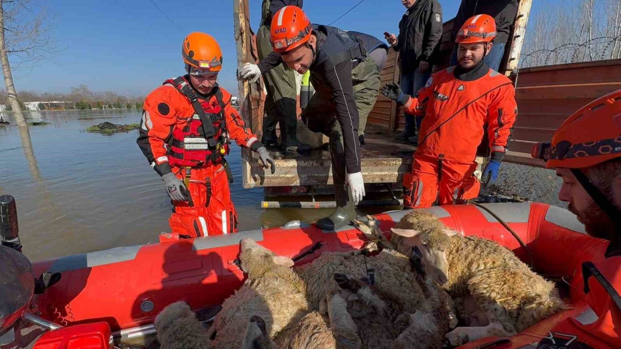 Çiftliklerde mahsur kalan hayvanlar botla kurtarılıyor