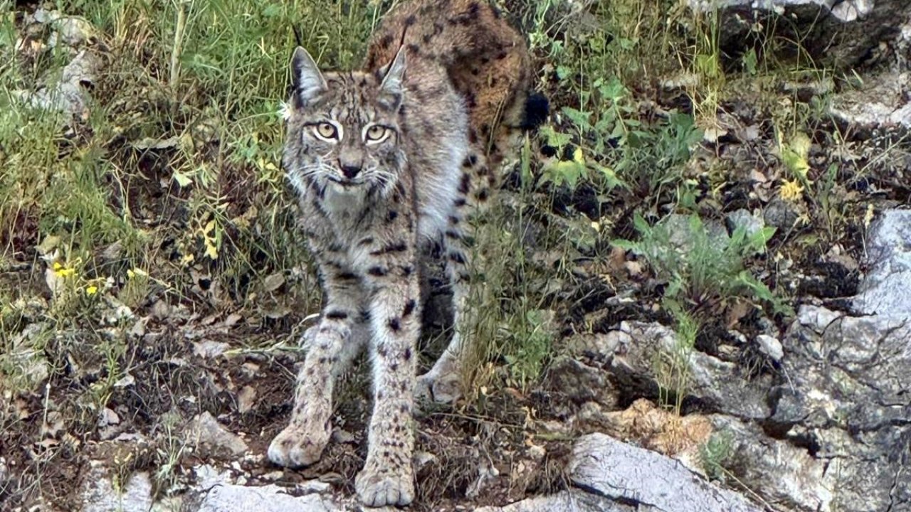 "Ormanın hayaleti" vaşak Kemaliye’de görüntülendi